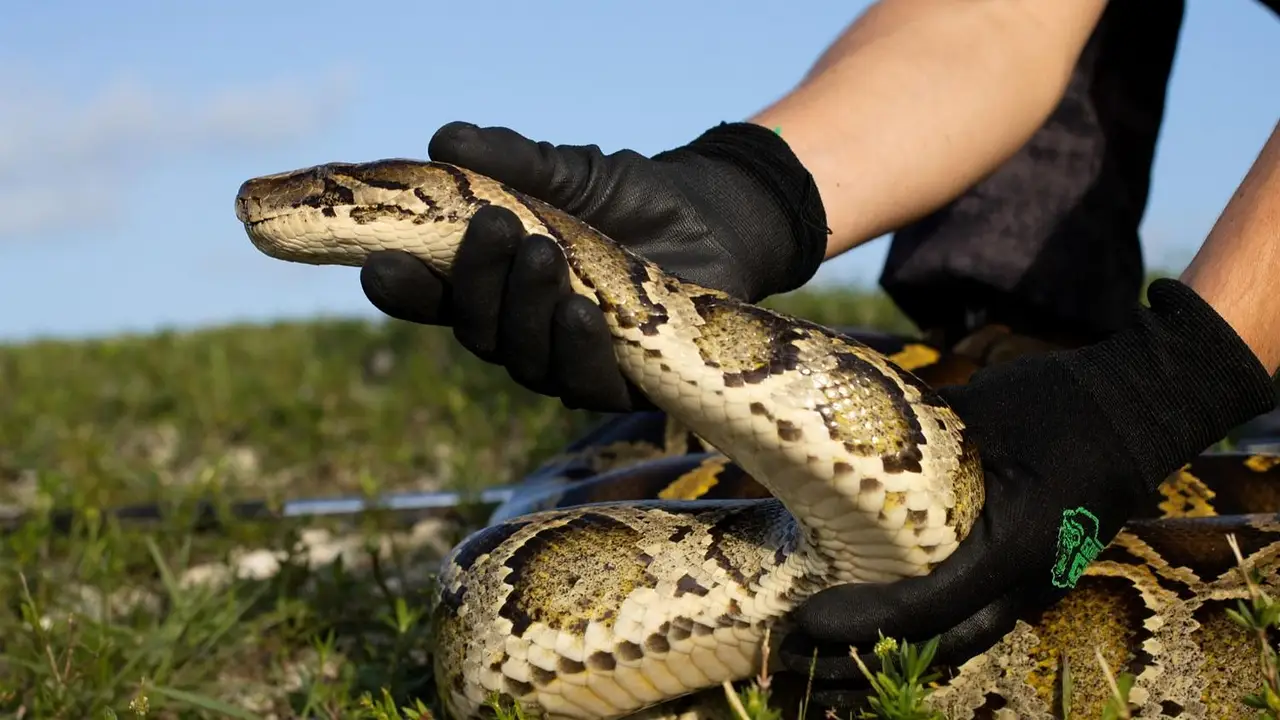 Un depredador inesperado: buitres atacan a pitones y frenan su avance como especie invasora