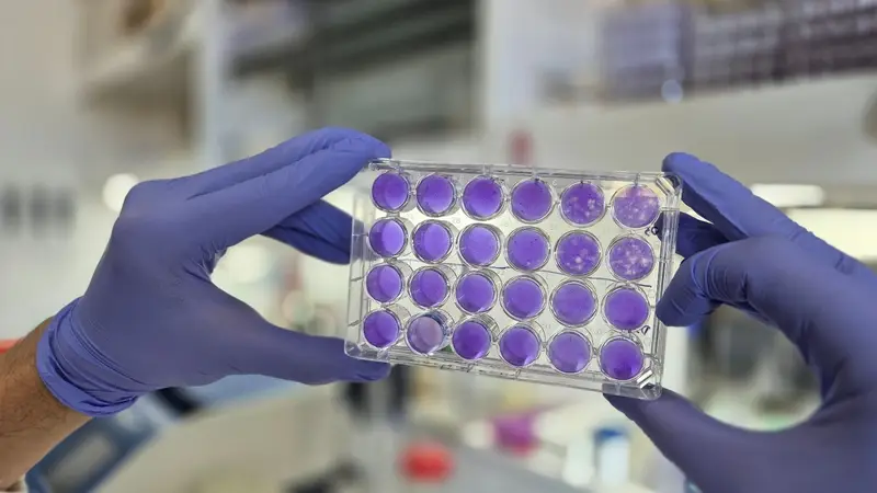 Científicos argentinos descubrieron que el dengue, el Zika y la fiebre amarilla comparten el mismo mecanismo de replicación Científicos argentinos descubrieron que el dengue, el Zika y la fiebre amarilla comparten el mismo mecanismo de replicación