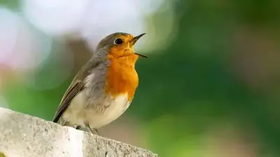 Pájaros cantando. Pájaros cantando.