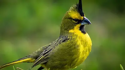 cardenal amarillo cardenal amarillo