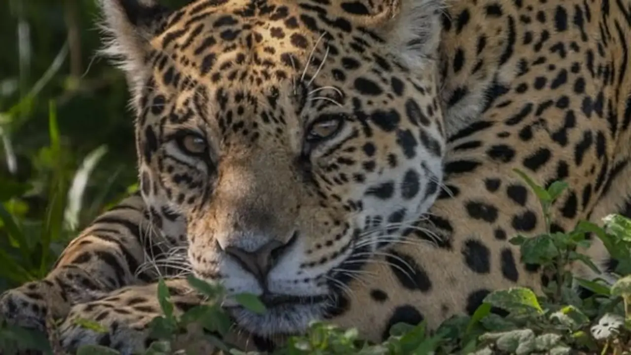 Gran hallazgo: el Impenetrable registró dos nuevos yaguaretés y refuerza la recuperación de la especie en el norte argentino