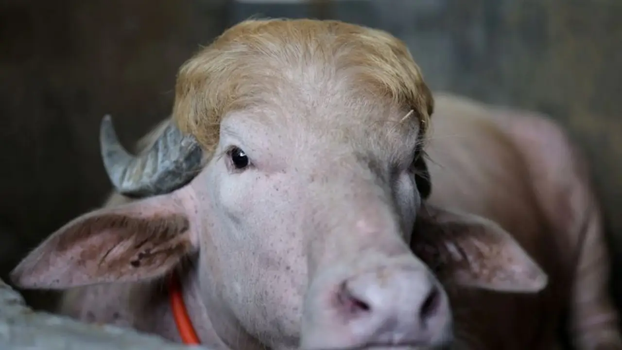 Fama en redes sociales salva a búfalo llamado "Donald Trump" del sacrificio del Eid en Bangladés