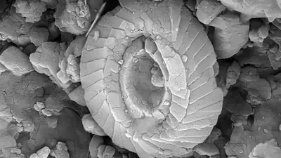 "Es como mirar un tejido blando de hace 135 millones de años": el hallazgo del Conicet que cambia la ciencia "Es como mirar un tejido blando de hace 135 millones de años": el hallazgo del Conicet que cambia la ciencia