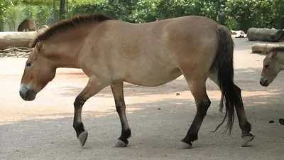 El último caballo salvaje que encontró refugio en la zona radioactiva de Chernobyl El último caballo salvaje que encontró refugio en la zona radioactiva de Chernobyl