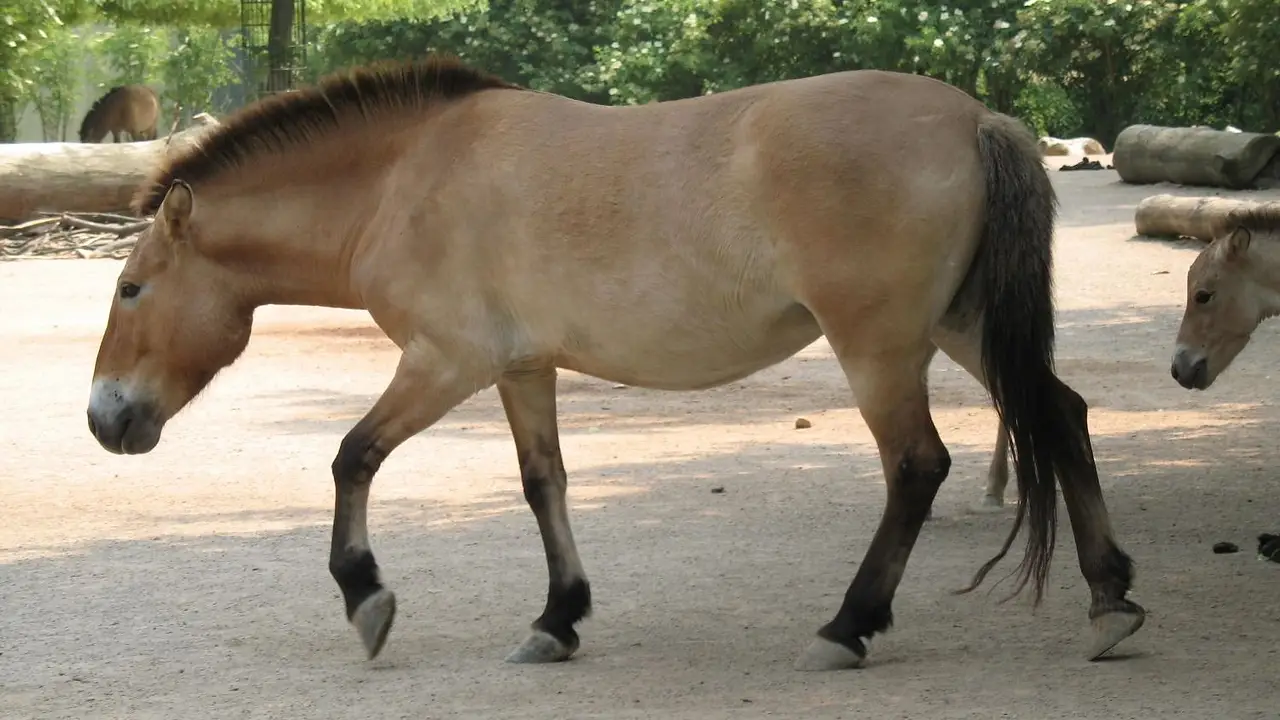 El último caballo salvaje que encontró refugio en la zona radioactiva de Chernobyl