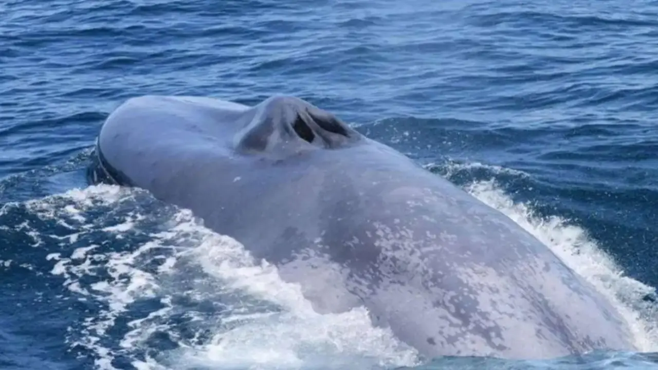 Por primera vez, logran captar desde un bote a un misterioso animal gigante de mar en Chubut: estaba en peligro de extinción
