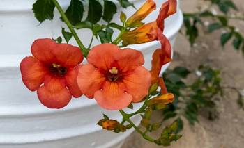 La clave de plantar una flor en otoño para un jardín colorido | Jardinería