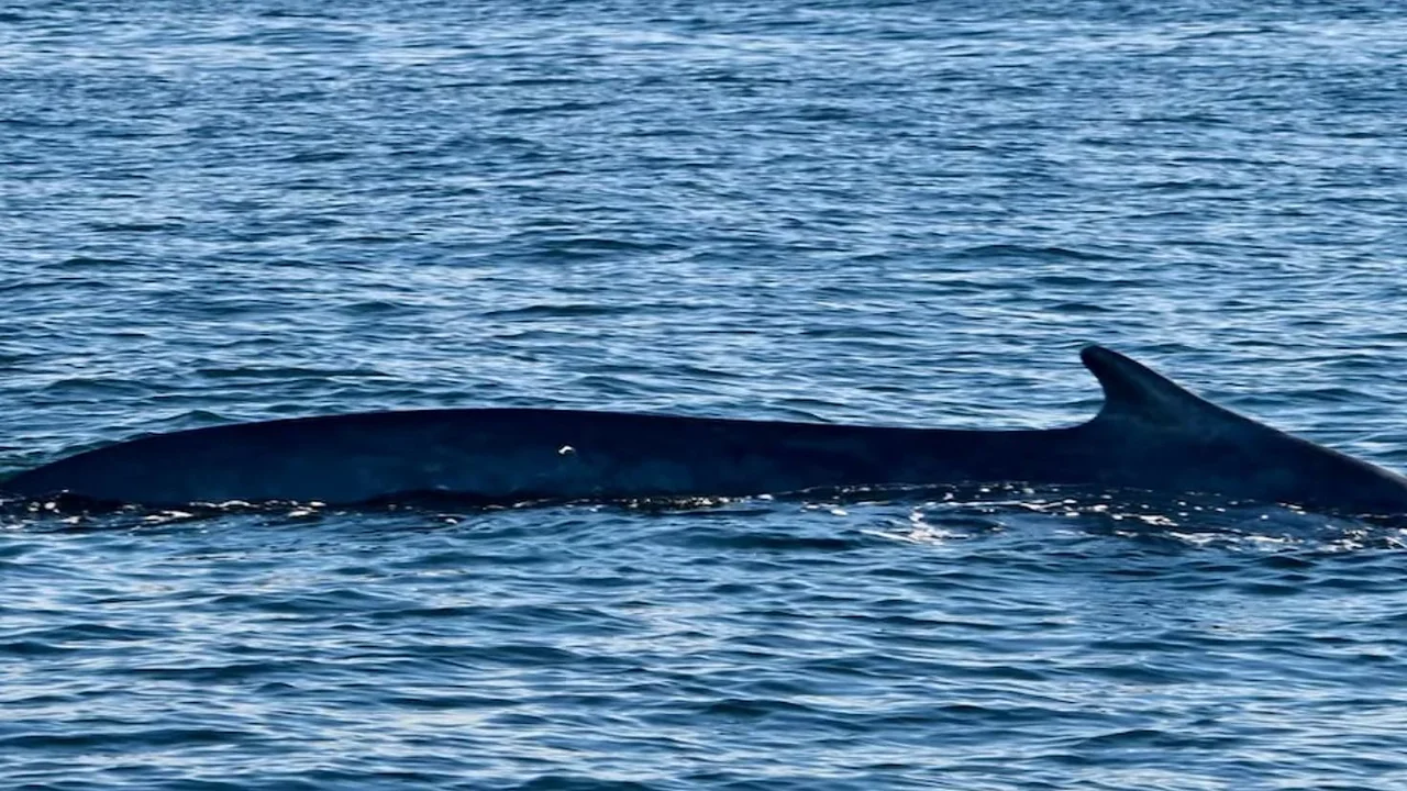 Puerto Madryn: hallaron cinco ballenas muertas en menos de 48 horas y advierten por una temporada récord