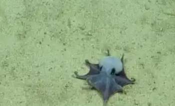 Descubrieron una nueva especie de pulpo jamás vista: vive a 1800 metros de profundidad   | Animales