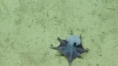 Descubrieron una nueva especie de pulpo jamás vista: vive a 1800 metros de profundidad y ahora deberán reescribir toda su historia Descubrieron una nueva especie de pulpo jamás vista: vive a 1800 metros de profundidad y ahora deberán reescribir toda su historia