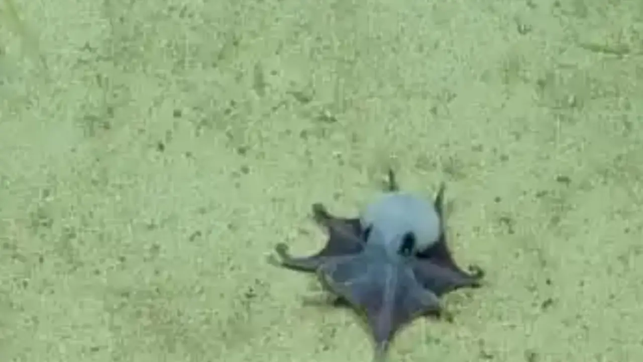 Descubrieron una nueva especie de pulpo jamás vista: vive a 1800 metros de profundidad y ahora deberán reescribir toda su historia