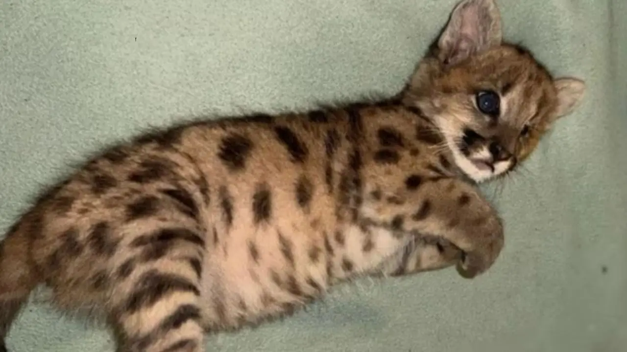 Una sobreviviente: la pequeña puma Malvina fue atropellada en la Ruta 40 y lucha por recuperarse