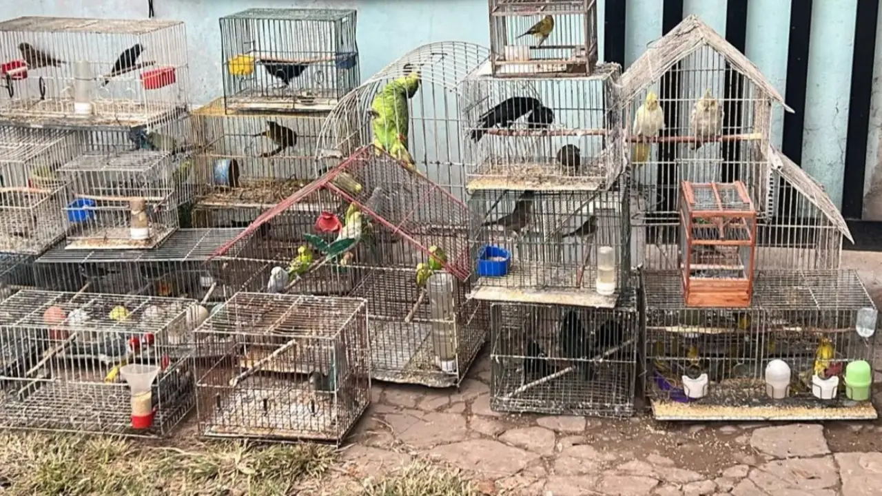 Foto de las aves rescatadas.