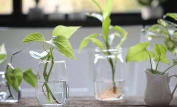 Los trucos caseros para enraizar las plantas preferidas en otoño | Jardinería