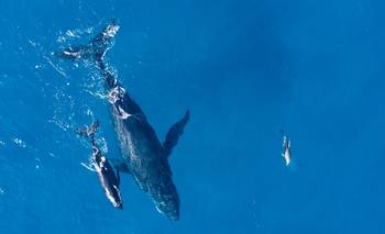 Un estudio descubrió el rol que tienen las orcas abuelas: qué hacen por sus nietos | Animales