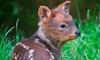 Parece un bebé para siempre, pero es el ciervo más pequeño del mundo  | Animales