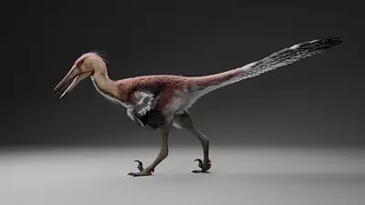 Dinosaurio Kank Australis. Dinosaurio Kank Australis.