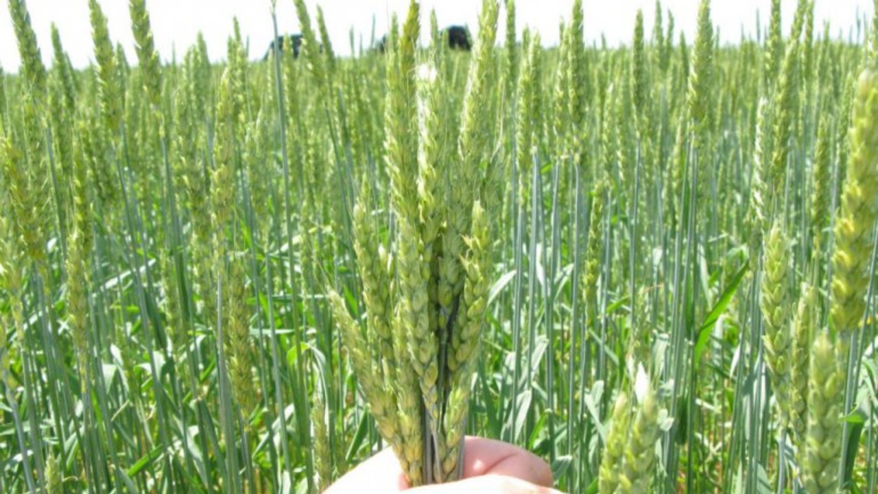 El campo organiza un nuevo mecanismo para recuperar el mercado del trigo