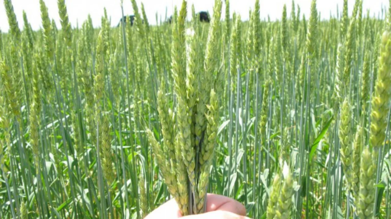 El campo organiza un nuevo mecanismo para recuperar el mercado del trigo