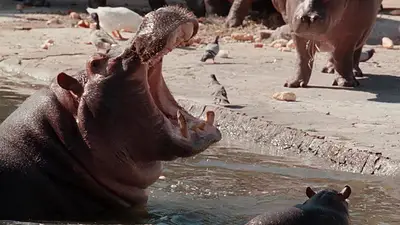 Cierran el zoo porteño: lo convertirán en un Ecoparque Cierran el zoo porteño: lo convertirán en un Ecoparque