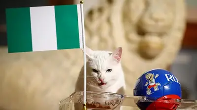 Argentina podría quedar fuera del mundial por culpa de un gato Argentina podría quedar fuera del mundial por culpa de un gato