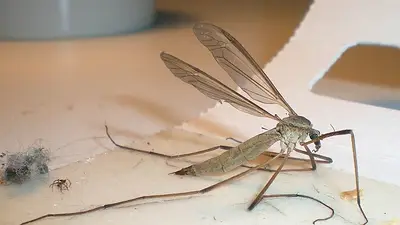 Sorpresa por la aparición de típulas, los "mosquitos gigantes" que aparecieron en la Ciudad Sorpresa por la aparición de típulas, los "mosquitos gigantes" que aparecieron en la Ciudad
