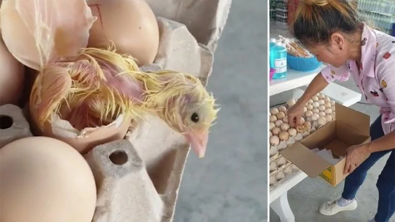 Insólito video: compró un maple de huevo y le nació un pollito