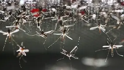 Estados Unidos liberará 750 millones de mosquitos para erradicar enfermedades peligrosas Estados Unidos liberará 750 millones de mosquitos para erradicar enfermedades peligrosas