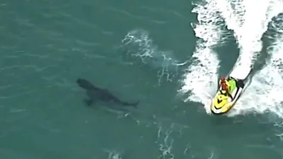 Impactante video: Tiburón de tres metros atacó y mató a surfista Impactante video: Tiburón de tres metros atacó y mató a surfista