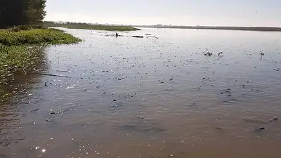 Terrible imagen en Tucumán de un río con cientos de peces muertos Terrible imagen en Tucumán de un río con cientos de peces muertos