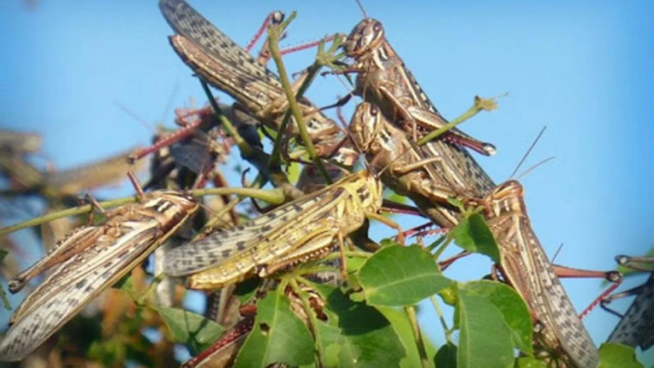 Formosa: estremecedor video de una invasión de langostas