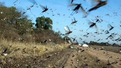 Preocupación por plaga de langostas en la Patagonia Preocupación por plaga de langostas en la Patagonia