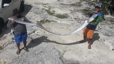Hallan un pez remo: presagio de terremotos y huracanes Hallan un pez remo: presagio de terremotos y huracanes