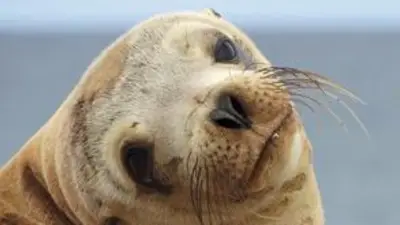 Insólito: un lobo marino se subió al capó de un auto y fue furor en Twitter Insólito: un lobo marino se subió al capó de un auto y fue furor en Twitter