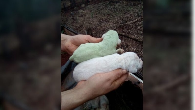 Insólito nacimiento de un perro verde: la razón de ese color de pelo