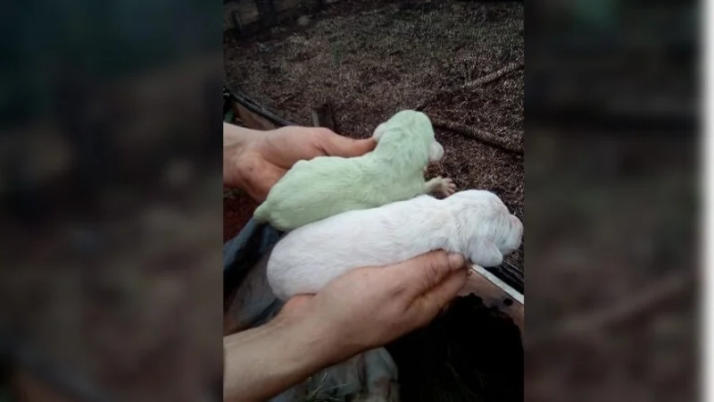 Insólito nacimiento de un perro verde: la razón de ese color de pelo