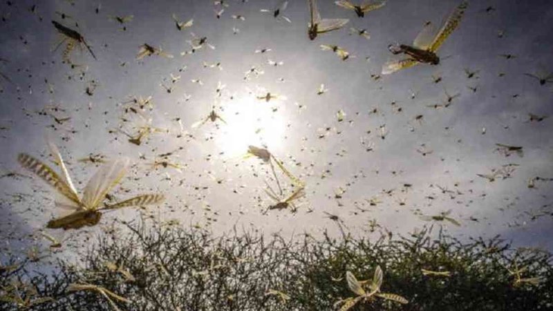Preocupación en el campo: langostas arrasaron con 80 hectáreas en Córdoba