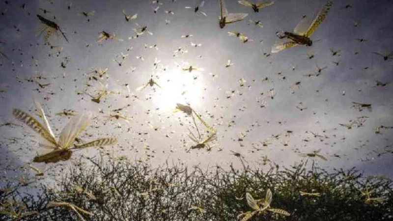 Preocupación en el campo: langostas arrasaron con 80 hectáreas en Córdoba