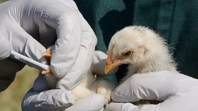 Estado de alerta ante el avance de la gripe aviar: el Senasa advirtió nuevos brotes Estado de alerta ante el avance de la gripe aviar: el Senasa advirtió nuevos brotes