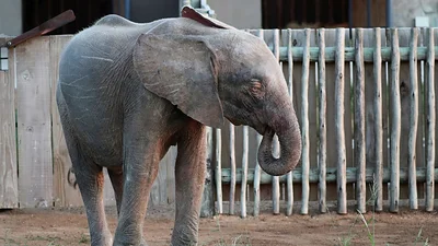 El increíble caso de la elefanta albina sudafricana: sobrevivió a la caza furtiva y prospera en la manada El increíble caso de la elefanta albina sudafricana: sobrevivió a la caza furtiva y prospera en la manada