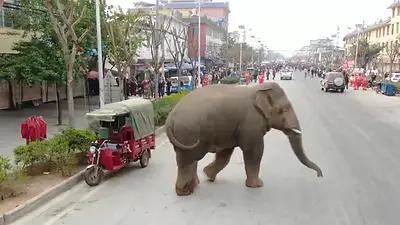 China, elefantes, animales, video viral China, elefantes, animales, video viral