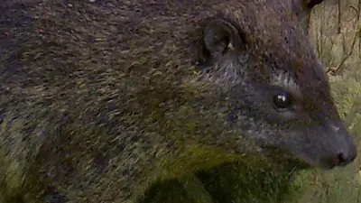 Hyrax de árbol Hyrax de árbol