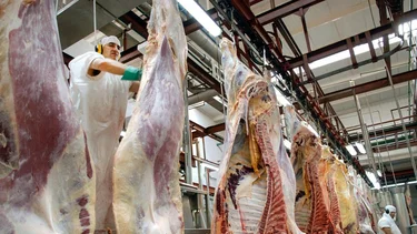 Pese a restricciones, subieron fuerte exportaciones de carne y ganancias 