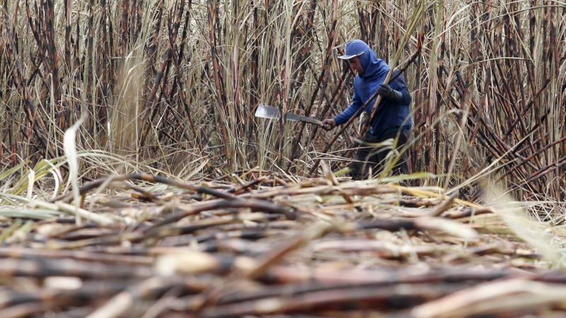 Trabajadores rurales RENATRE