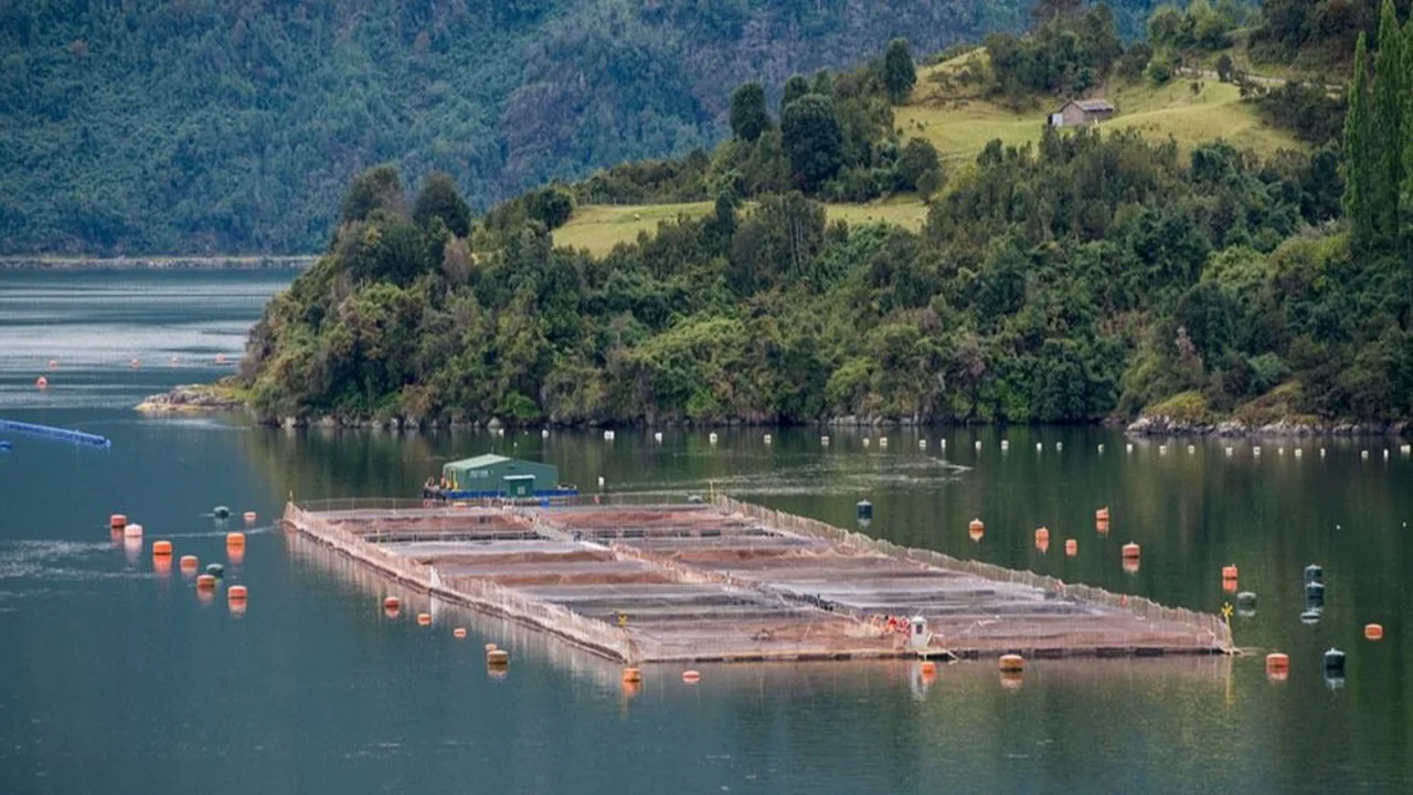 Tierra del Fuego prohibió por ley la cría de salmones en la Provincia