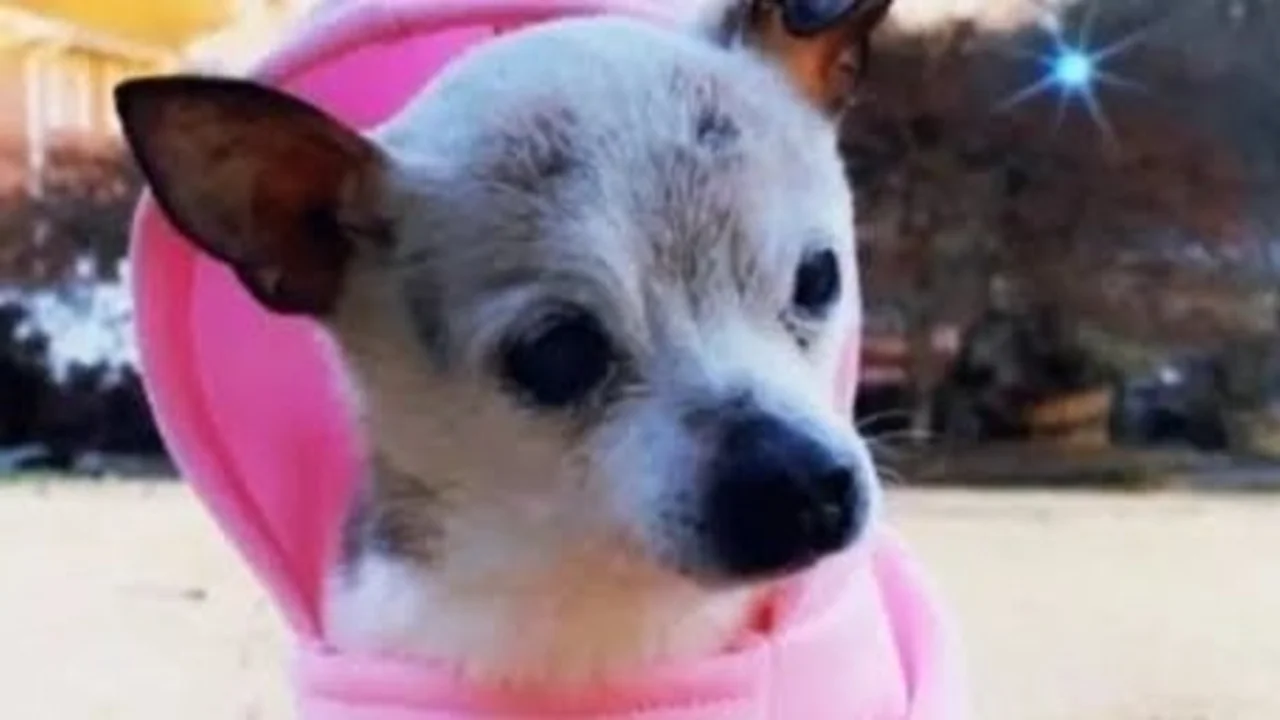 La pequeña Pebbles fue premiada estos últimos días por los Récord Guinness como la más longeva del mundo con 22 años