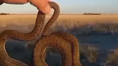 Víbora congelada en un campo de Chubut tras la ola polar en Argentina Víbora congelada en un campo de Chubut tras la ola polar en Argentina
