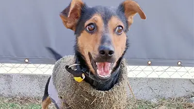 El perro Coco cumplió la cuarentena y fue liberado del aeropuerto de Ezeiza El perro Coco cumplió la cuarentena y fue liberado del aeropuerto de Ezeiza