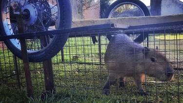 Rescataron a un carpincho robado de una reserva natural
