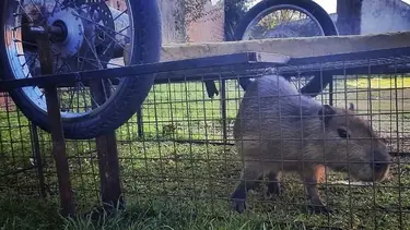 Rescataron a un carpincho robado de una reserva natural